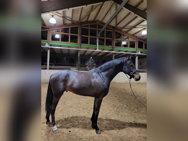 Mecklenburger Warmblut Hengst 3 Jahre 170 cm Schwarzbrauner in Pölchow