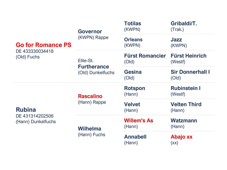 Mecklenburger Warmblut Hengst 3 Jahre Fuchs in Pölchow
