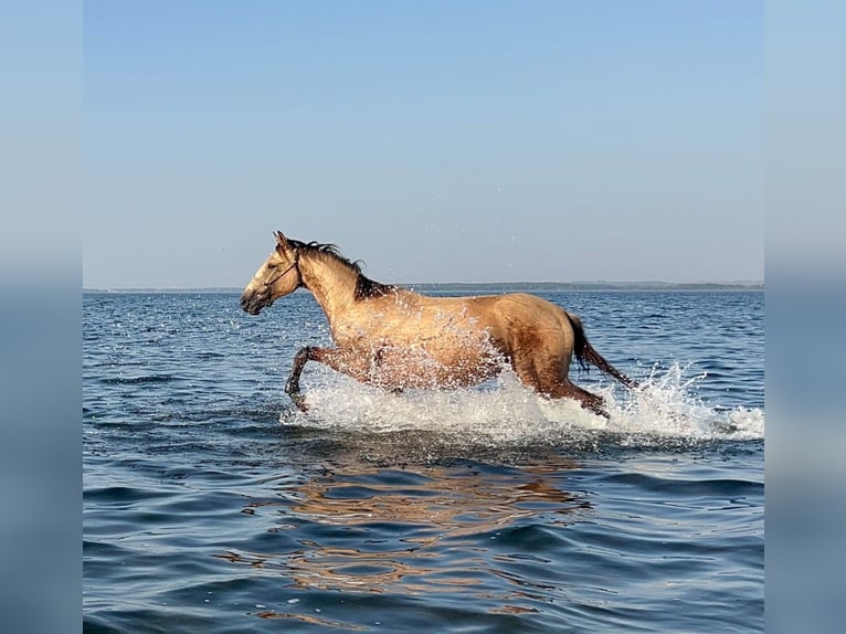 Mecklenburger Warmblut Hengst 4 Jahre 167 cm Buckskin in Reinshagen