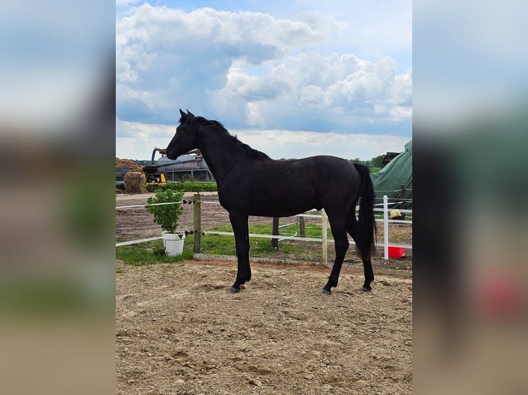 Mecklenburger Warmblut Hengst 4 Jahre 169 cm Rappe in Gudow