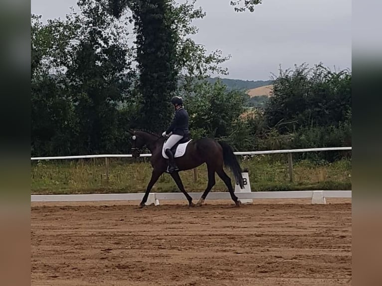 Mecklenburger Warmblut Hengst 5 Jahre 165 cm Brauner in Wanzleben