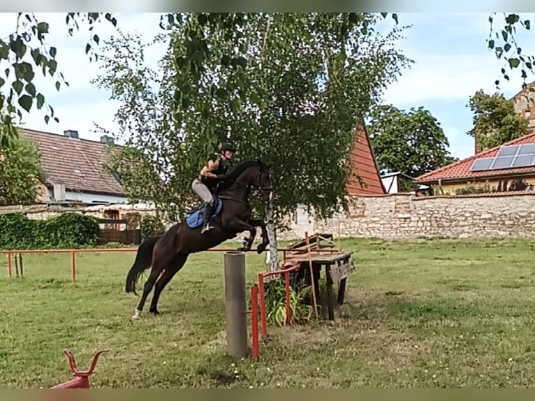 Mecklenburger Warmblut Hengst 5 Jahre 165 cm Brauner in Wanzleben