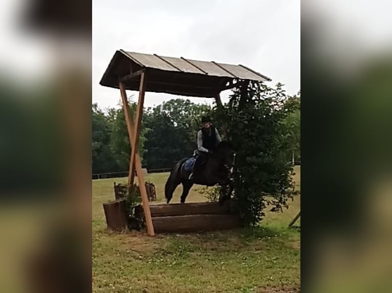 Mecklenburger Warmblut Hengst 5 Jahre 165 cm Brauner in Wanzleben