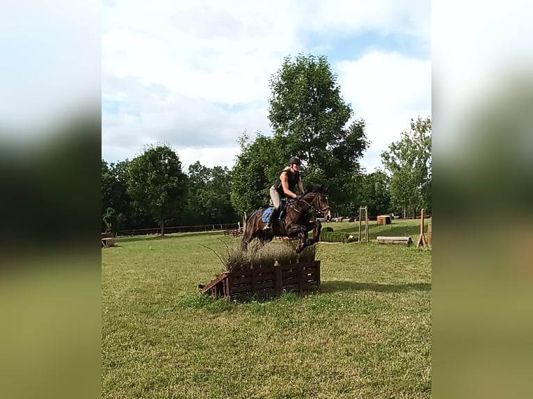 Mecklenburger Warmblut Hengst 5 Jahre 165 cm Brauner in Wanzleben
