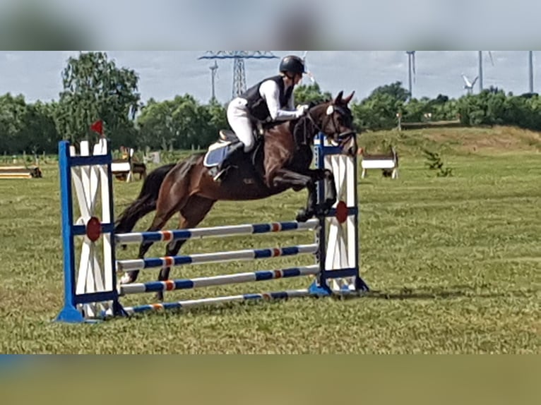 Mecklenburger Warmblut Hengst 5 Jahre 165 cm Brauner in Wanzleben