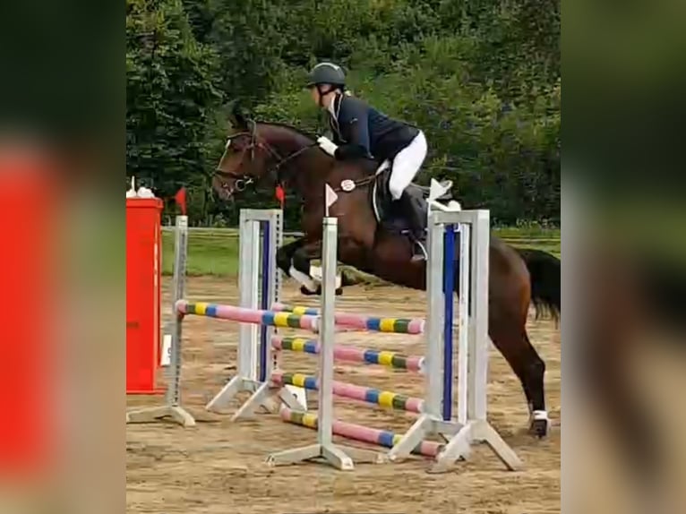 Mecklenburger Warmblut Hengst 5 Jahre 165 cm Brauner in Wanzleben