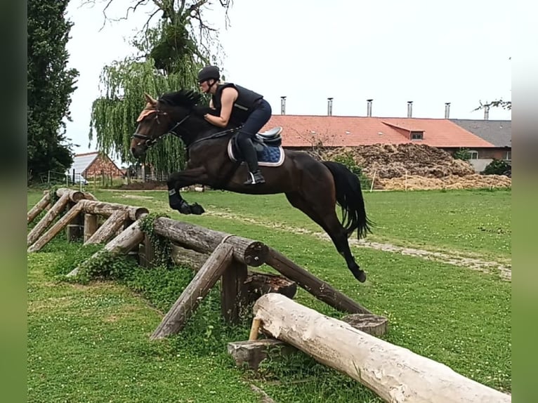 Mecklenburger Warmblut Hengst 5 Jahre 165 cm Brauner in Wanzleben