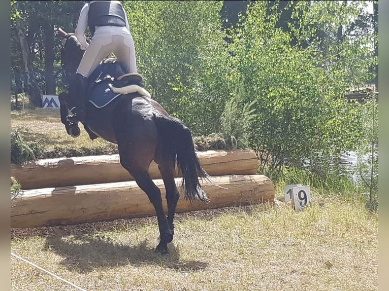 Mecklenburger Warmblut Hengst 5 Jahre 165 cm Brauner in Wanzleben