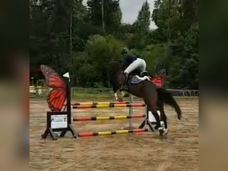Mecklenburger Warmblut Hengst 5 Jahre 165 cm Brauner in Wanzleben