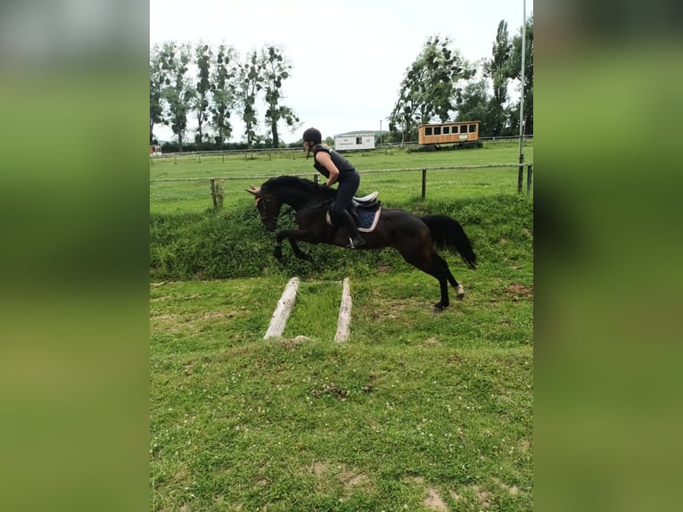 Mecklenburger Warmblut Hengst 5 Jahre 165 cm Brauner in Wanzleben