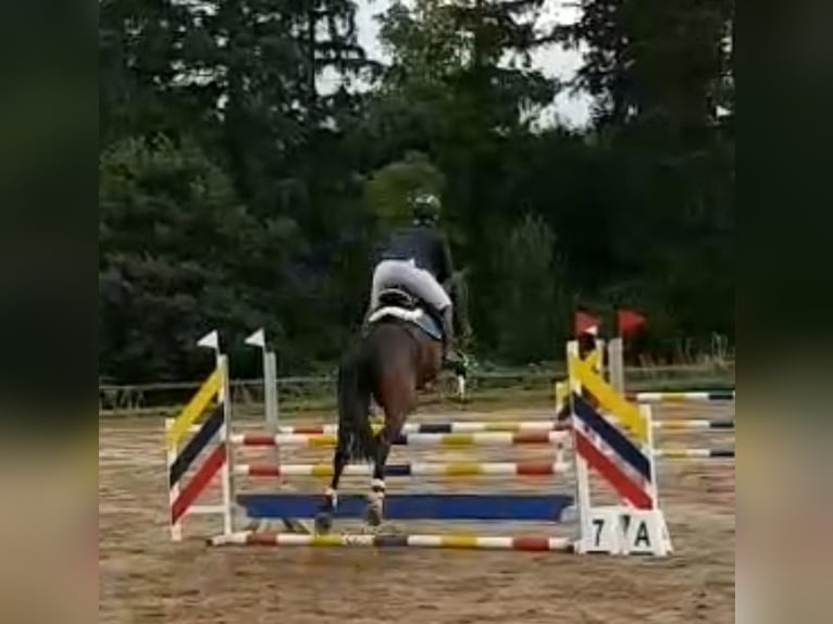 Mecklenburger Warmblut Hengst 5 Jahre 165 cm Brauner in Wanzleben