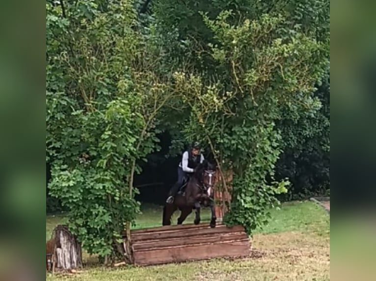 Mecklenburger Warmblut Hengst 5 Jahre 165 cm Brauner in Wanzleben