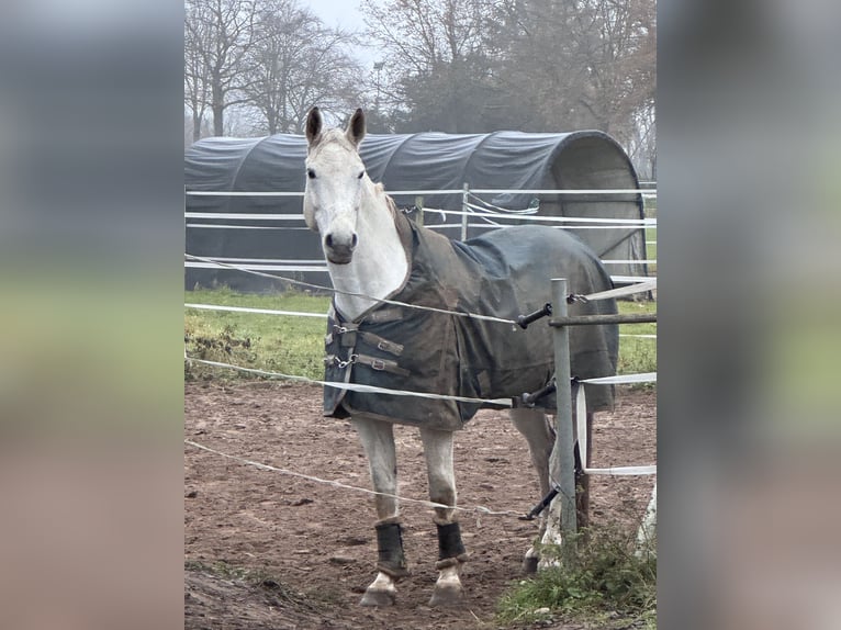 Mecklenburger Warmblut Hengst 9 Jahre 176 cm Schimmel in Weiterstadt