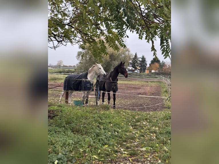 Mecklenburger Warmblut Hengst 9 Jahre 176 cm Schimmel in Weiterstadt