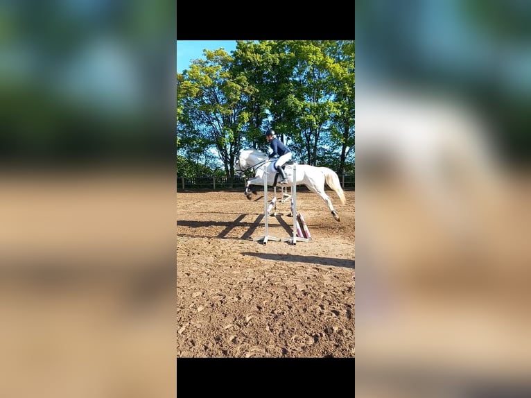 Mecklenburger Warmblut Hengst 9 Jahre 176 cm Schimmel in Weiterstadt