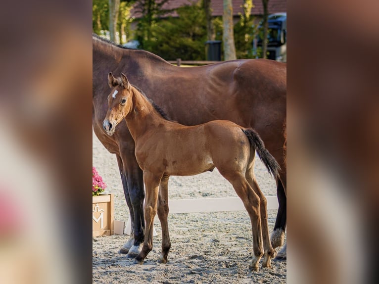 Mecklenburger Warmblut Hengst Fohlen (06/2026) 122 cm Schimmel in Lübtheen