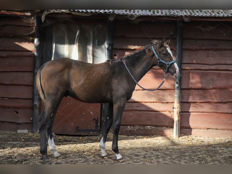 Mecklenburger Warmblut Mix Hengst Fohlen (04/2024) 165 cm Brauner in Dargen