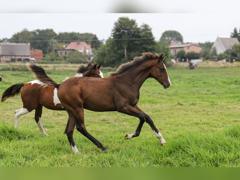 Mecklenburger Warmblut Mix Hengst Fohlen (04/2024) 165 cm Brauner in Dargen