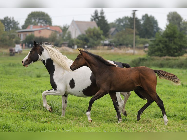 Mecklenburger Warmblut Mix Hengst Fohlen (04/2024) 165 cm Brauner in Dargen