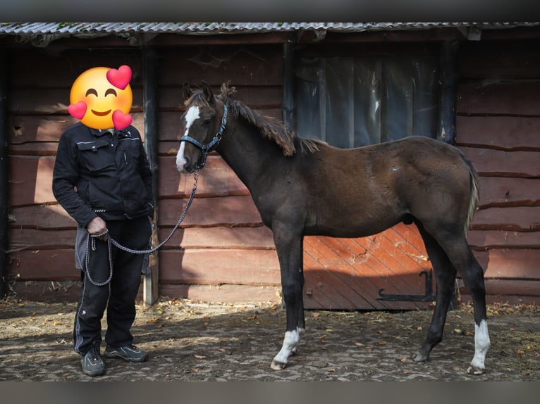 Mecklenburger Warmblut Mix Hengst Fohlen (04/2024) 165 cm Brauner in Dargen