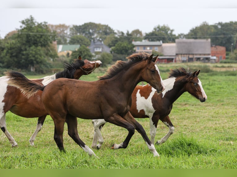 Mecklenburger Warmblut Mix Hengst Fohlen (04/2024) 165 cm Brauner in Dargen