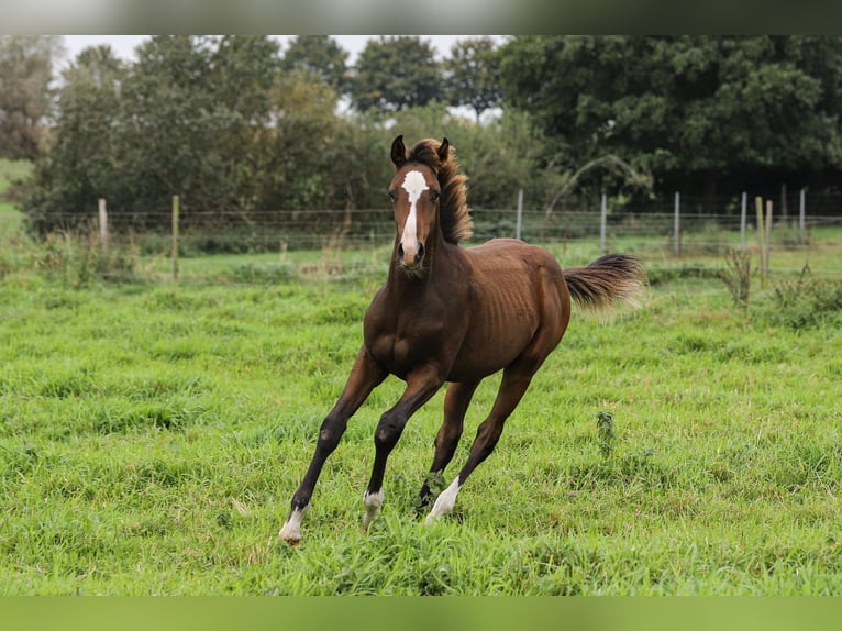 Mecklenburger Warmblut Mix Hengst Fohlen (04/2024) 165 cm Brauner in Dargen