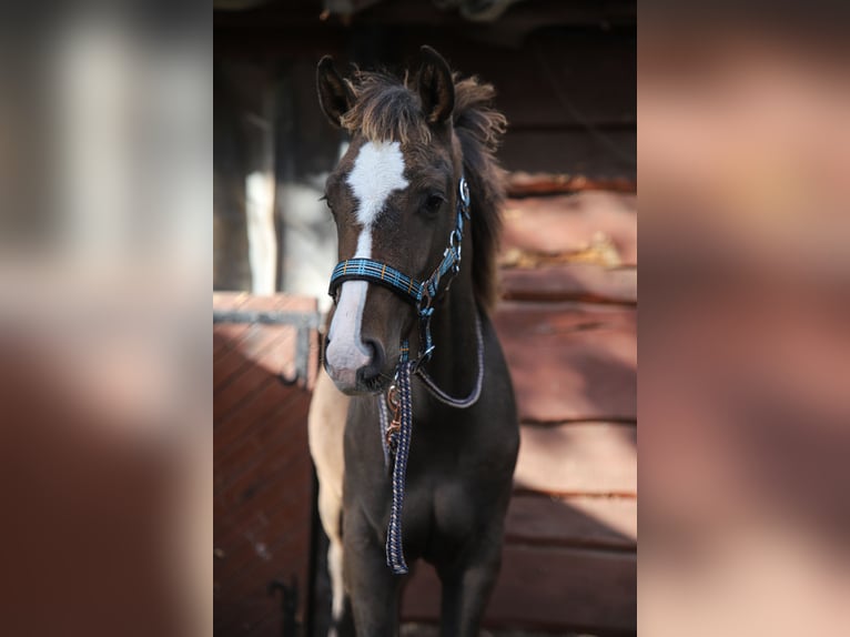 Mecklenburger Warmblut Mix Hengst Fohlen (04/2024) 165 cm Brauner in Dargen