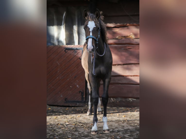 Mecklenburger Warmblut Mix Hengst Fohlen (04/2024) 165 cm Brauner in Dargen