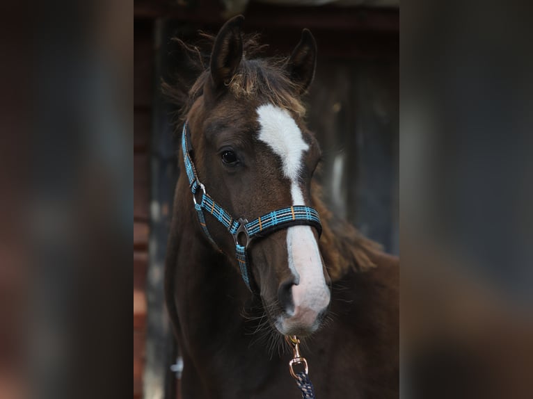 Mecklenburger Warmblut Mix Hengst Fohlen (04/2024) 165 cm Brauner in Dargen