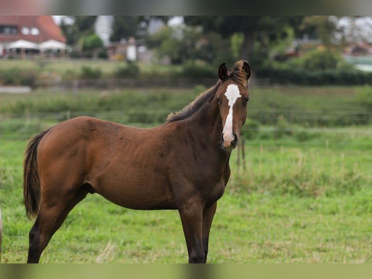 Mecklenburger Warmblut Mix Hengst Fohlen (04/2024) 165 cm Brauner in Dargen