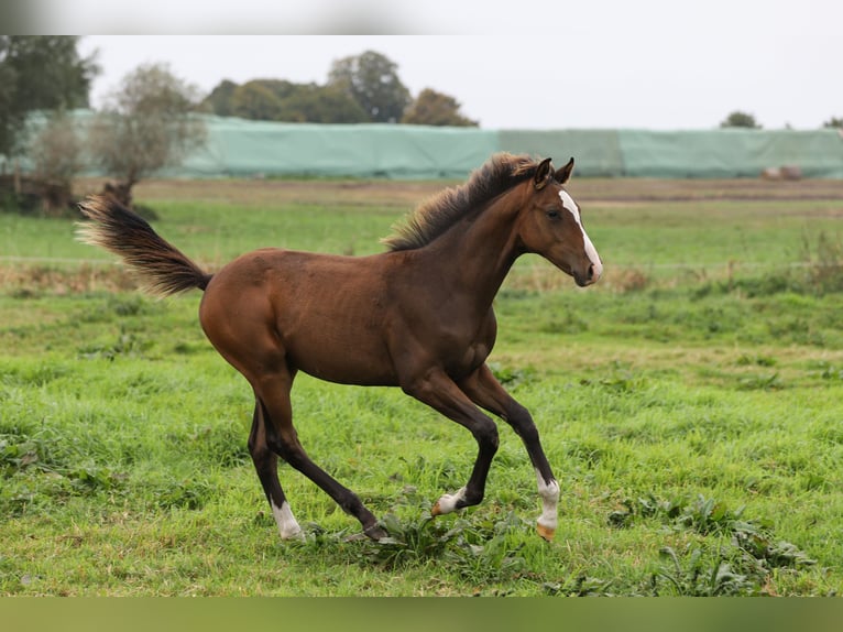 Mecklenburger Warmblut Mix Hengst Fohlen (04/2024) 165 cm Brauner in Dargen