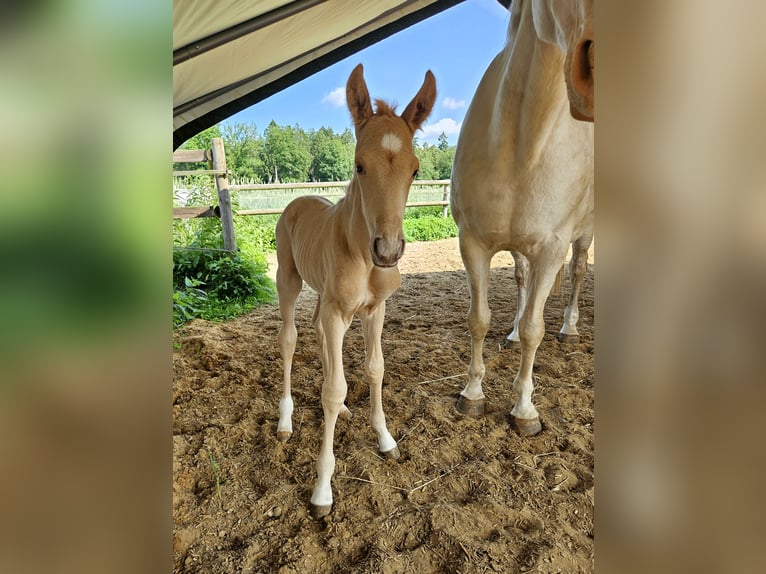 Mecklenburger Warmblut Hengst  165 cm Palomino in Lutzhorn