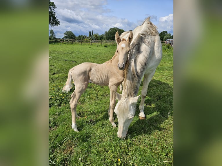 Mecklenburger Warmblut Hengst  165 cm Palomino in Lutzhorn