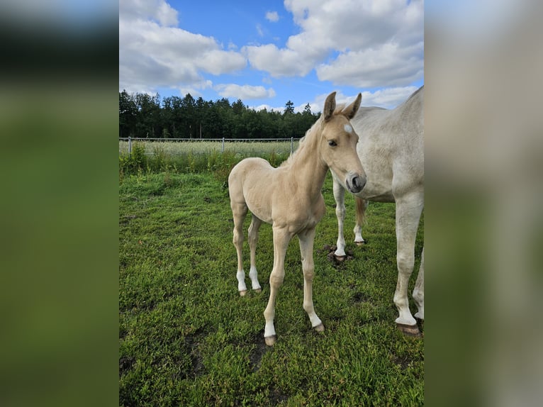 Mecklenburger Warmblut Hengst Fohlen (06/2025) 165 cm Palomino in Lutzhorn