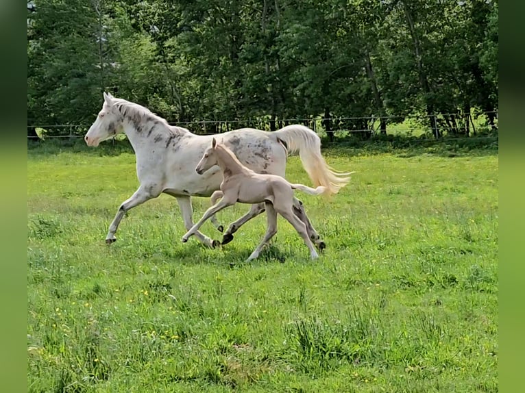 Mecklenburger Warmblut Hengst  165 cm Palomino in Lutzhorn
