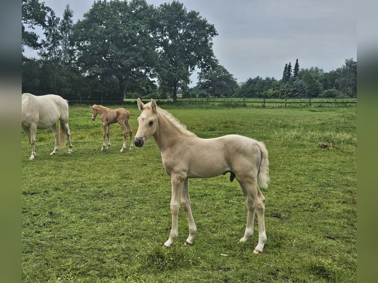 Mecklenburger Warmblut Hengst Fohlen (06/2025) 165 cm Palomino in Lutzhorn