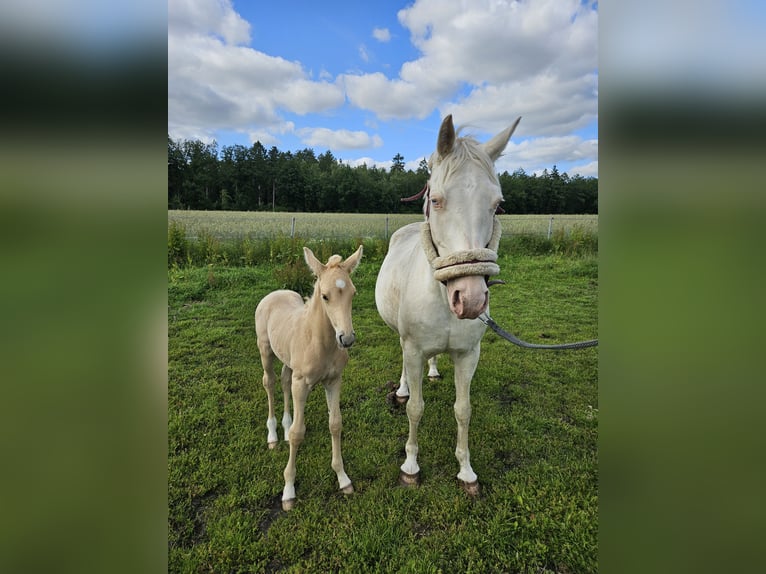 Mecklenburger Warmblut Hengst Fohlen (06/2025) 165 cm Palomino in Lutzhorn