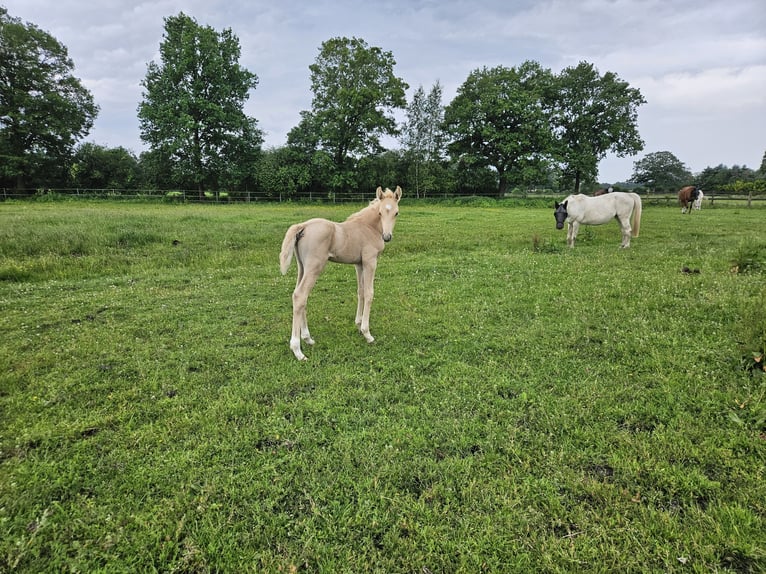 Mecklenburger Warmblut Hengst Fohlen (06/2025) 165 cm Palomino in Lutzhorn