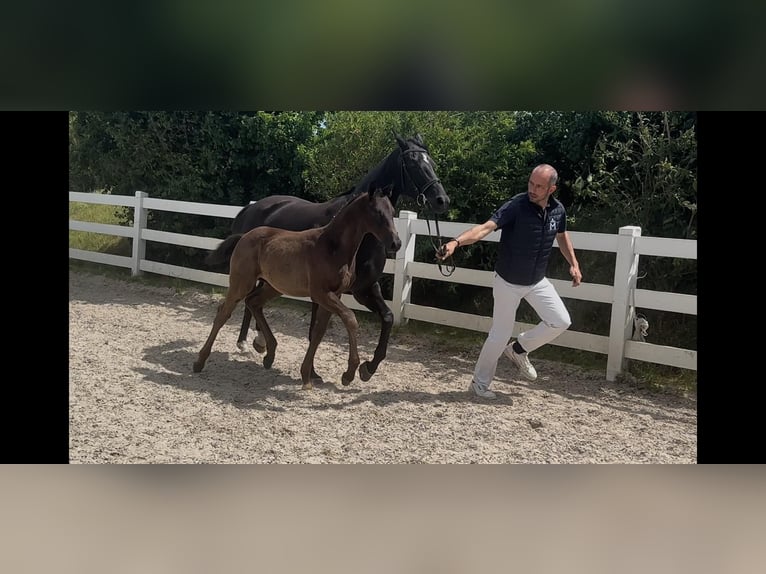 Mecklenburger Warmblut Hengst Fohlen (04/2025) 167 cm Rappe in Ulrichshorst