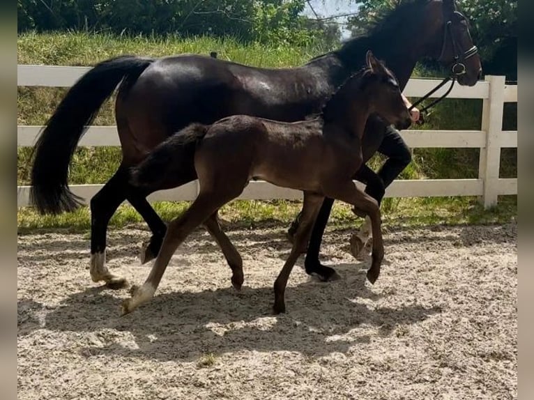Mecklenburger Warmblut Hengst  167 cm Schwarzbrauner in Korswandt