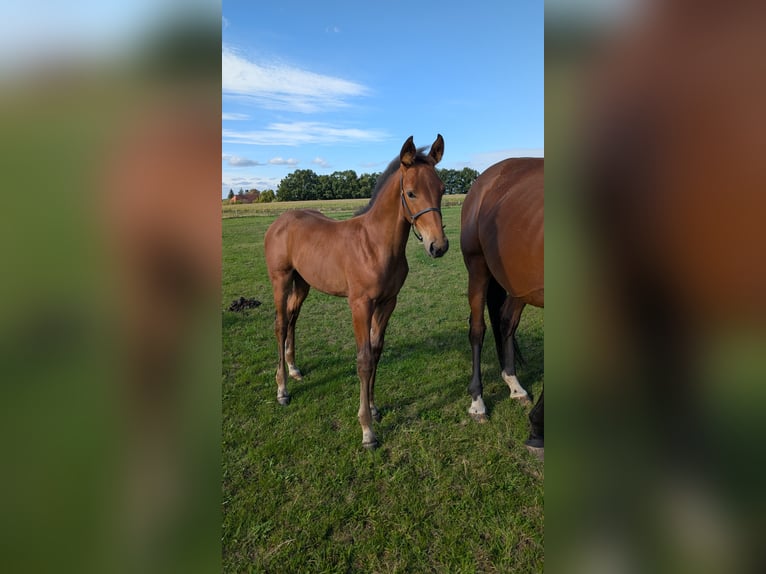 Mecklenburger Warmblut Hengst Fohlen (06/2025) 169 cm Brauner in Picher