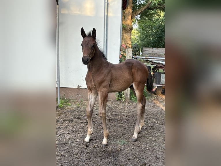 Mecklenburger Warmblut Hengst  170 cm Brauner in Neuenkirchen