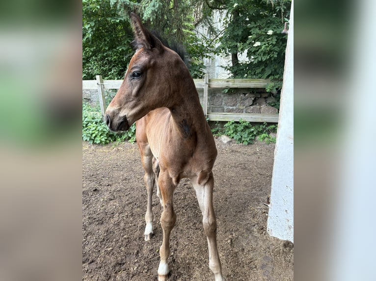 Mecklenburger Warmblut Hengst  170 cm Brauner in Neuenkirchen