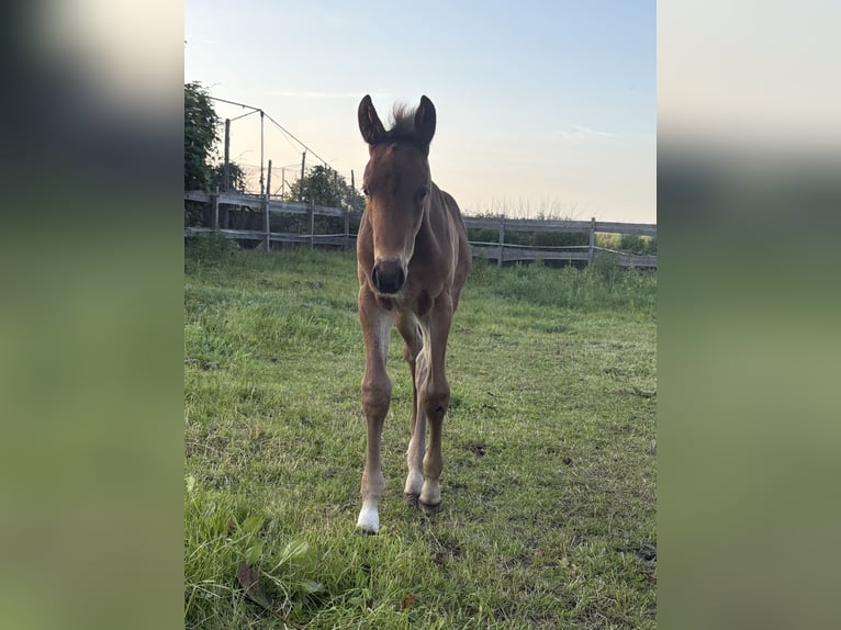 Mecklenburger Warmblut Hengst  170 cm Brauner in Neuenkirchen