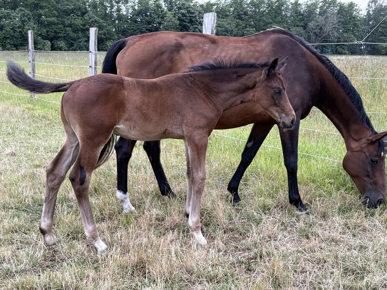 Mecklenburger Warmblut Hengst  170 cm Brauner in Neuenkirchen