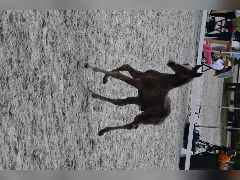 Mecklenburger Warmblut Hengst Fohlen (06/2024) 170 cm Rappe in Röbel