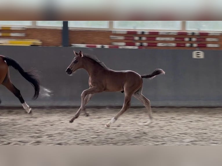 Mecklenburger Warmblut Hengst Fohlen (05/2026) 170 cm Rappe in Papenhagen