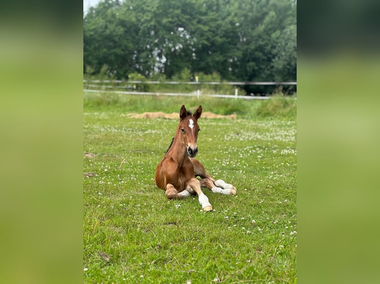 Mecklenburger Warmblut Hengst  173 cm Brauner in Kladrum