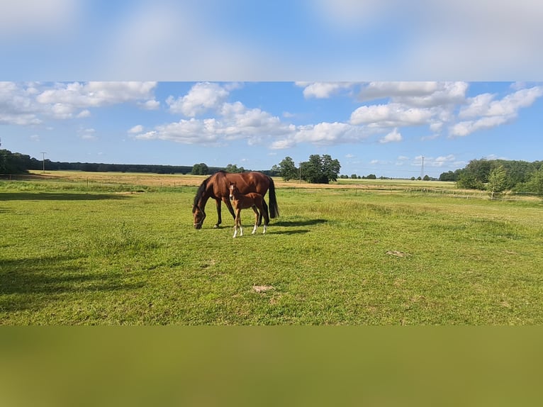 Mecklenburger Warmblut Hengst  173 cm Brauner in Kladrum