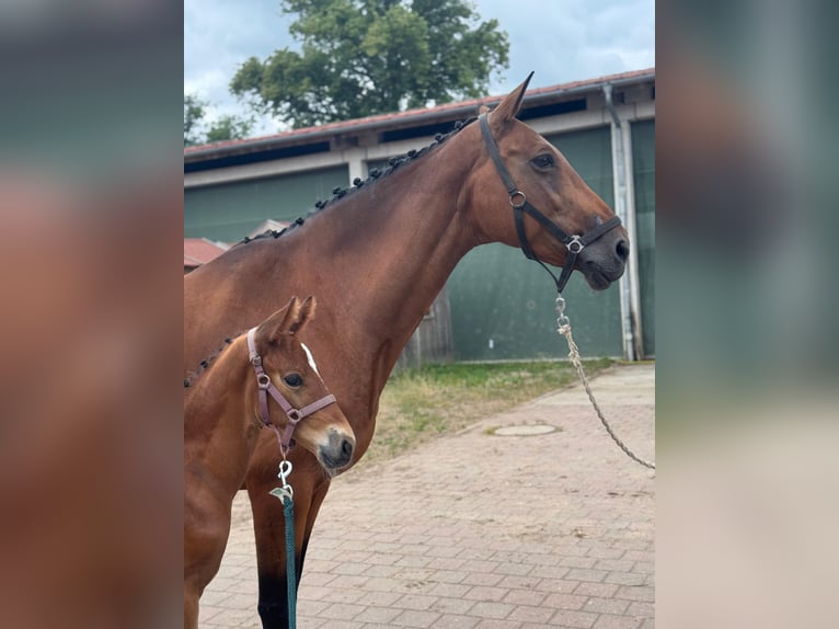 Mecklenburger Warmblut Hengst Fohlen (06/2025) 173 cm Brauner in Kladrum